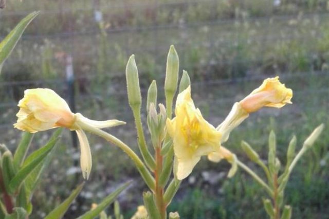The Narrow Way Farm photo 5