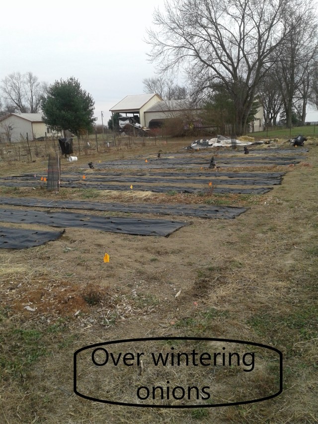 The Narrow Way Farm photo 7