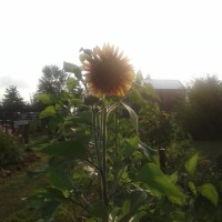 The Narrow Way Farm photo 3