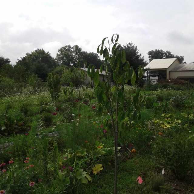The Narrow Way Farm