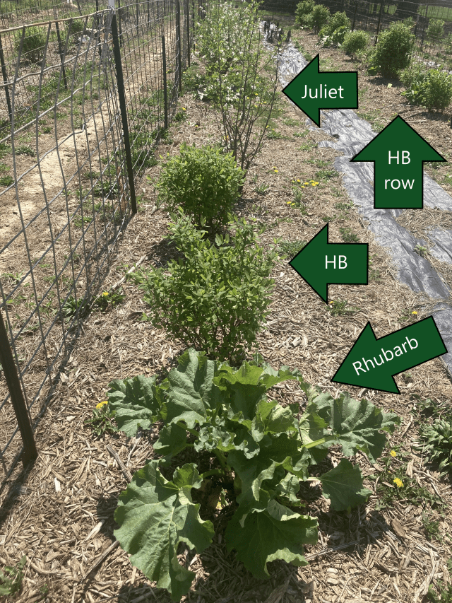 The Narrow Way Farm photo 8