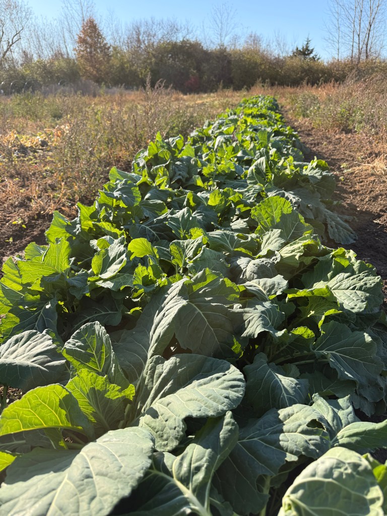A thriving row of leafy greens stretches across the field at Restoration Family Farms, capturing the beauty of late season growth and the resilience of regenerative soil. Surrounded by natural edges and open sky, this bed reflects hands on care, healthy land, and food grown with purpose.